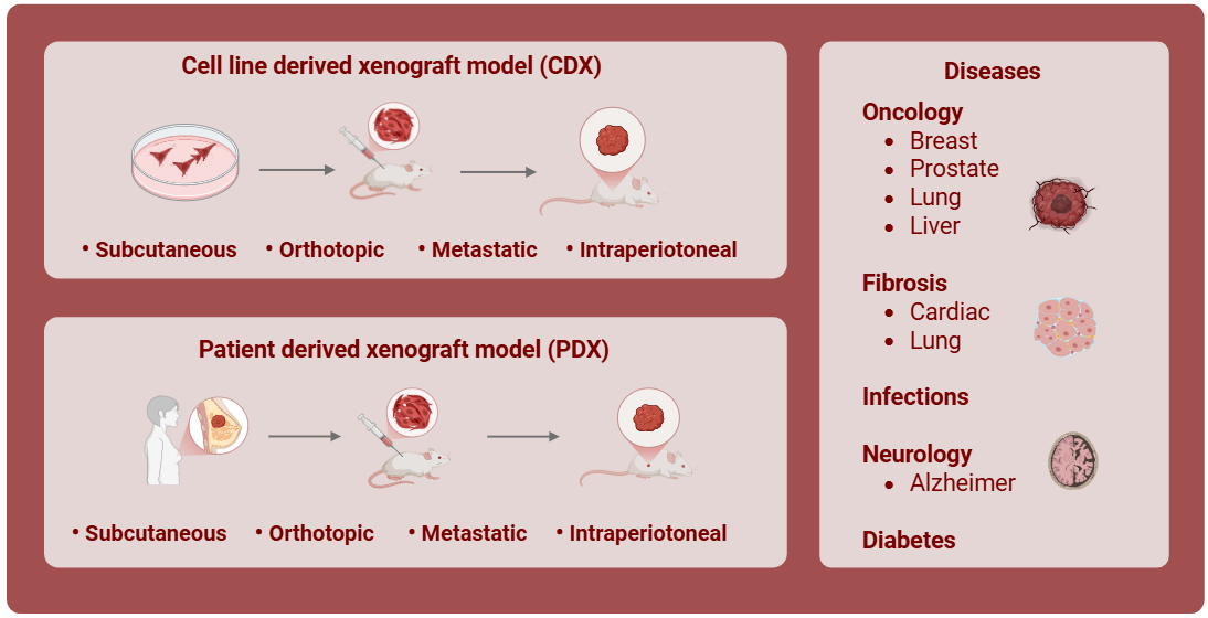 In vivo models 100625